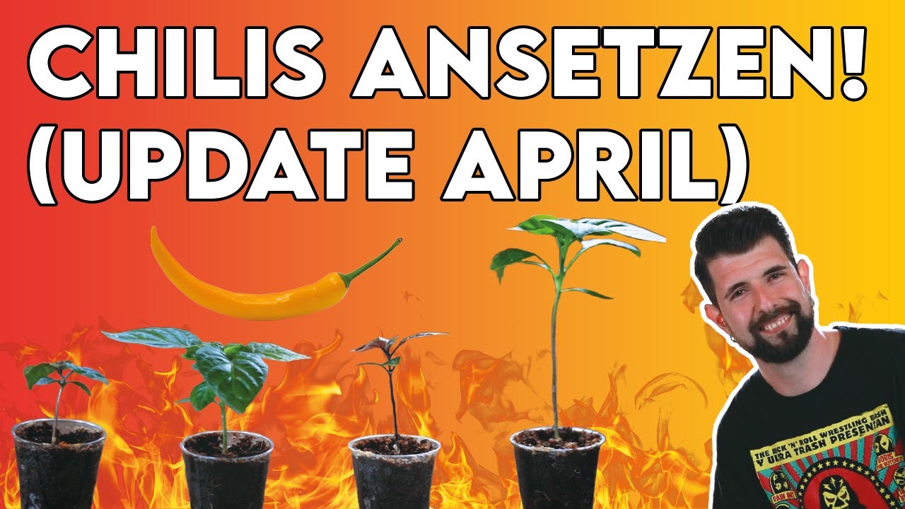 Chilis ansetzen 🌱 (Update zum April)