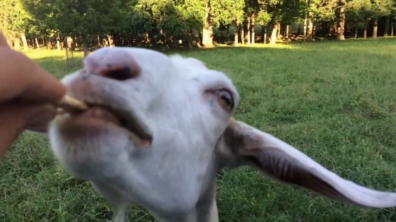 Alexander, wwoofeur, de la Californie au vignoble français