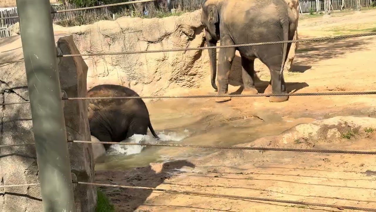 Fun day at the Houston zoo watching the elephants play. 