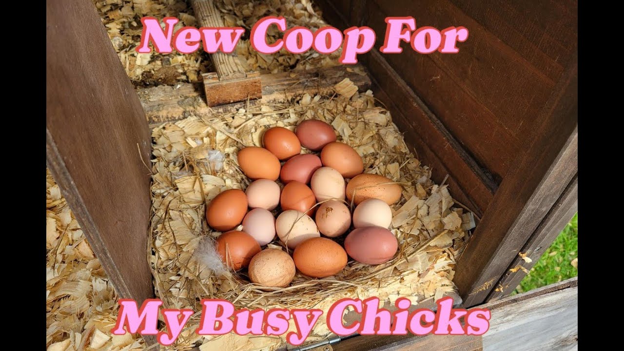 Our Chicken Coop Didn't Survive the Damage ... So We built a Better One