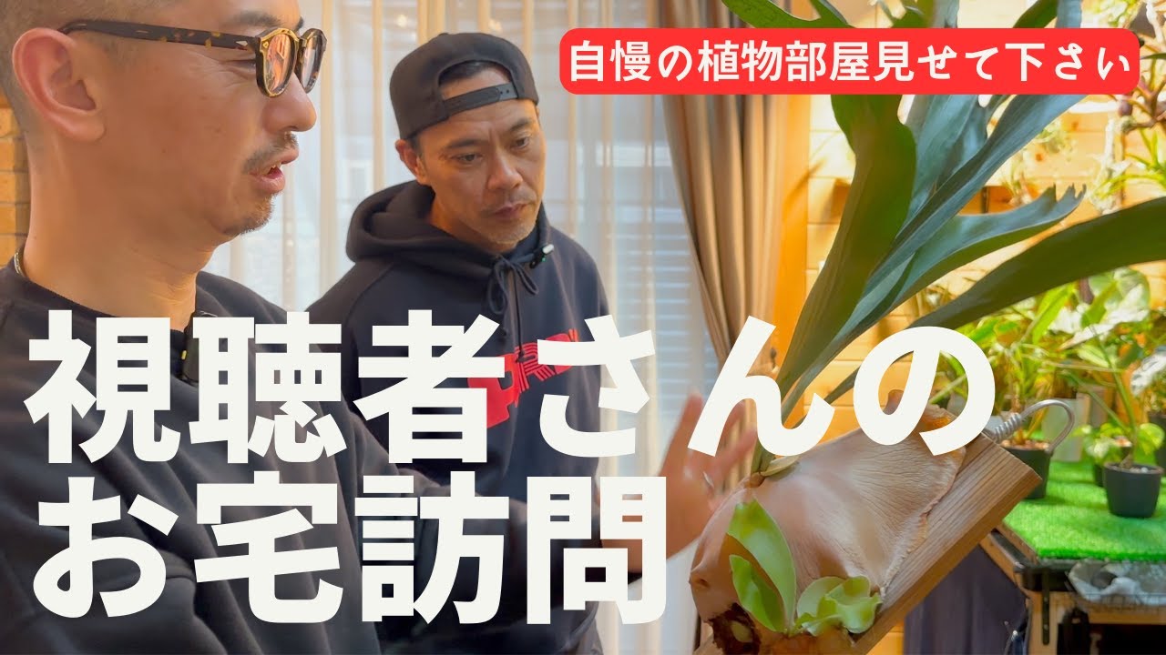 《必見》【こんなやり方があったとは】コスパ重視で観葉植物をカッコ良く魅せるアイデア満載！！