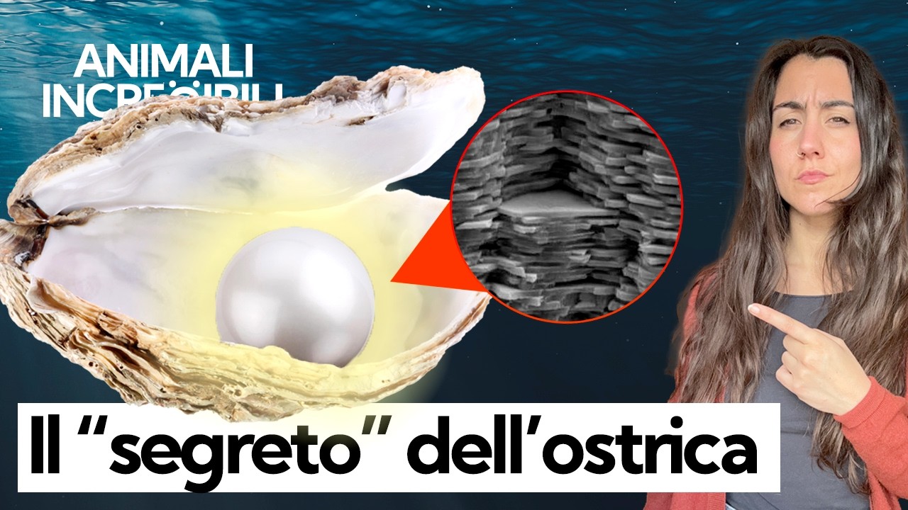 Come si formano le perle e perché? Vi svelo il segreto delle ostriche e il loro ruolo per i mari