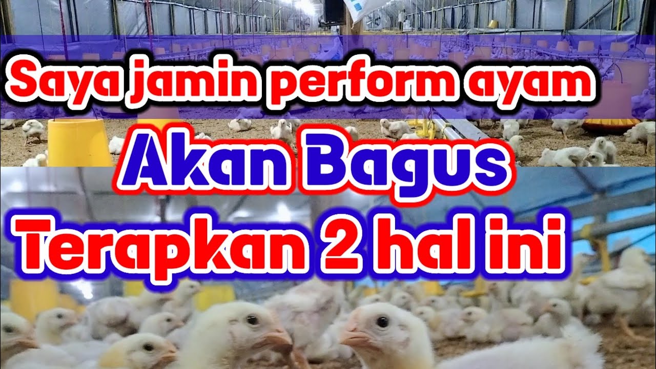 Agar pertumbuhan cepat besar ayam broiler umur 11 hari@PEJUANGFCR