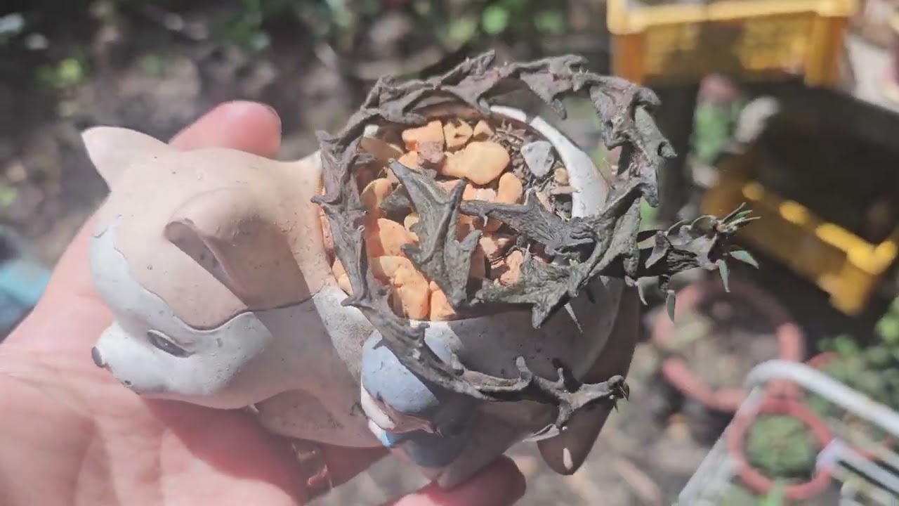 Dragon's Tail Cactus Ceropegia Bosseri and Simonne Vlog #7
