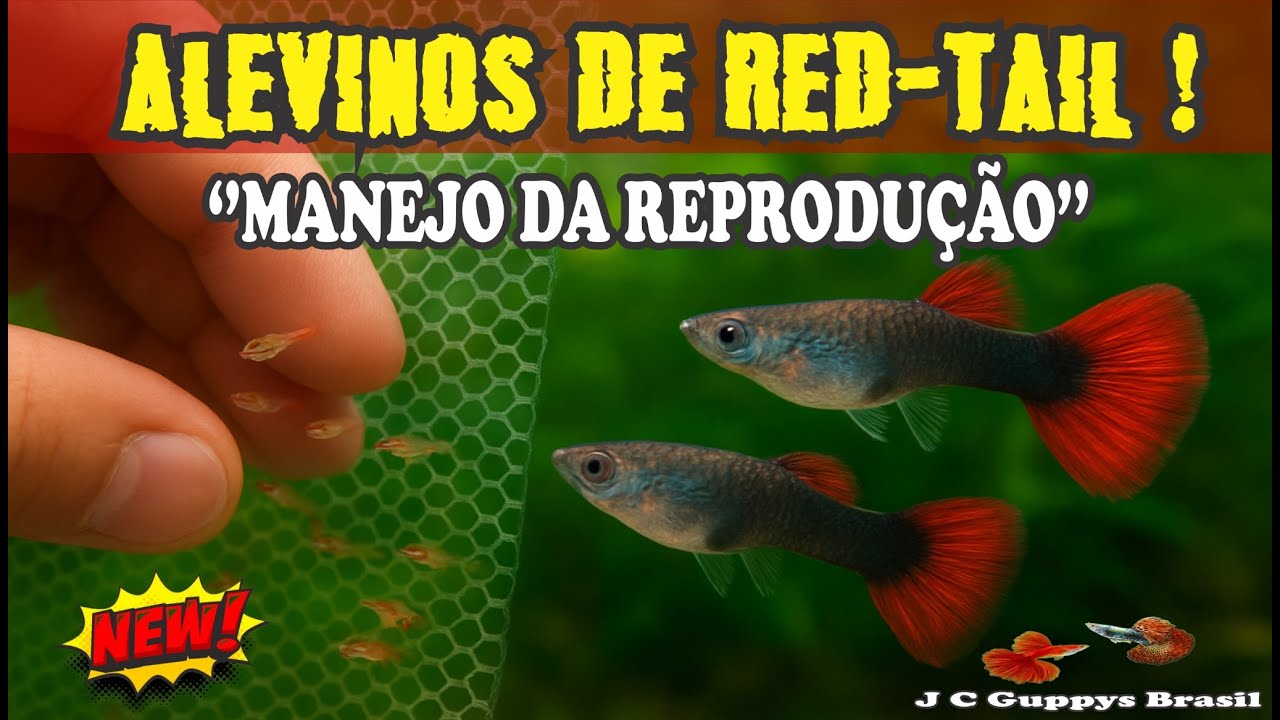 Alevinos Red Tail ! Separação dos Casais e Manejo para Reprodução | J C Guppys Brasil