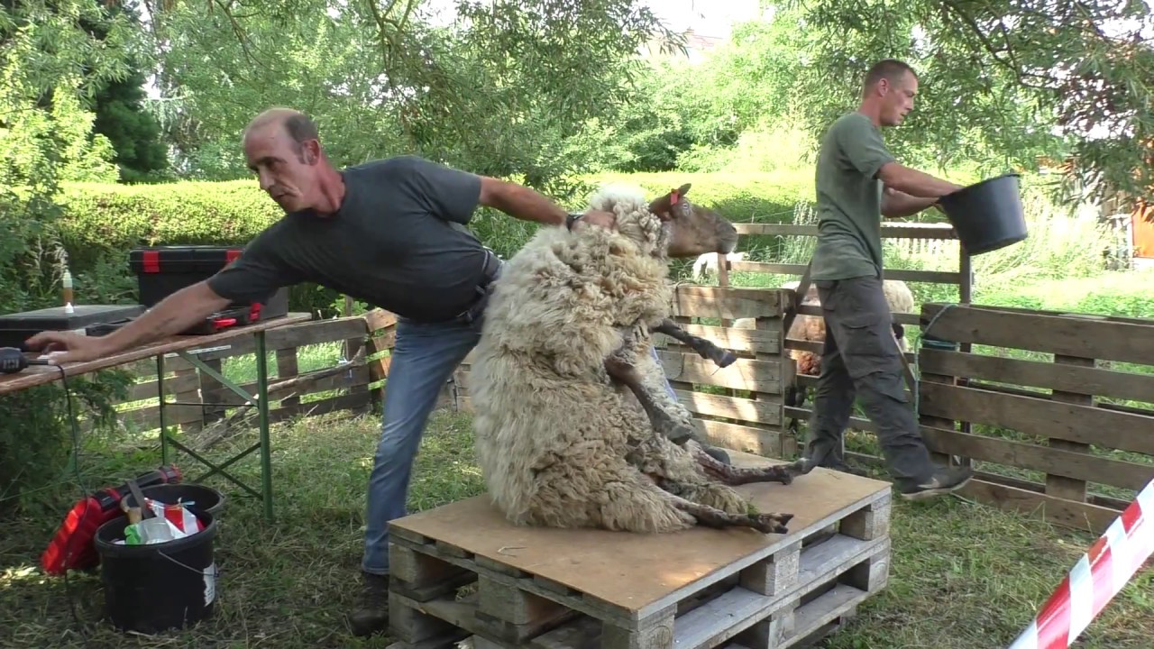 Schafschurfest  in Bornheim  Pfalz 2018
