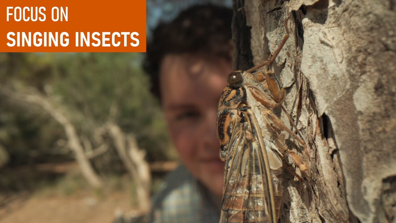 Nature's Soundtrack: How Do Insects Sing?