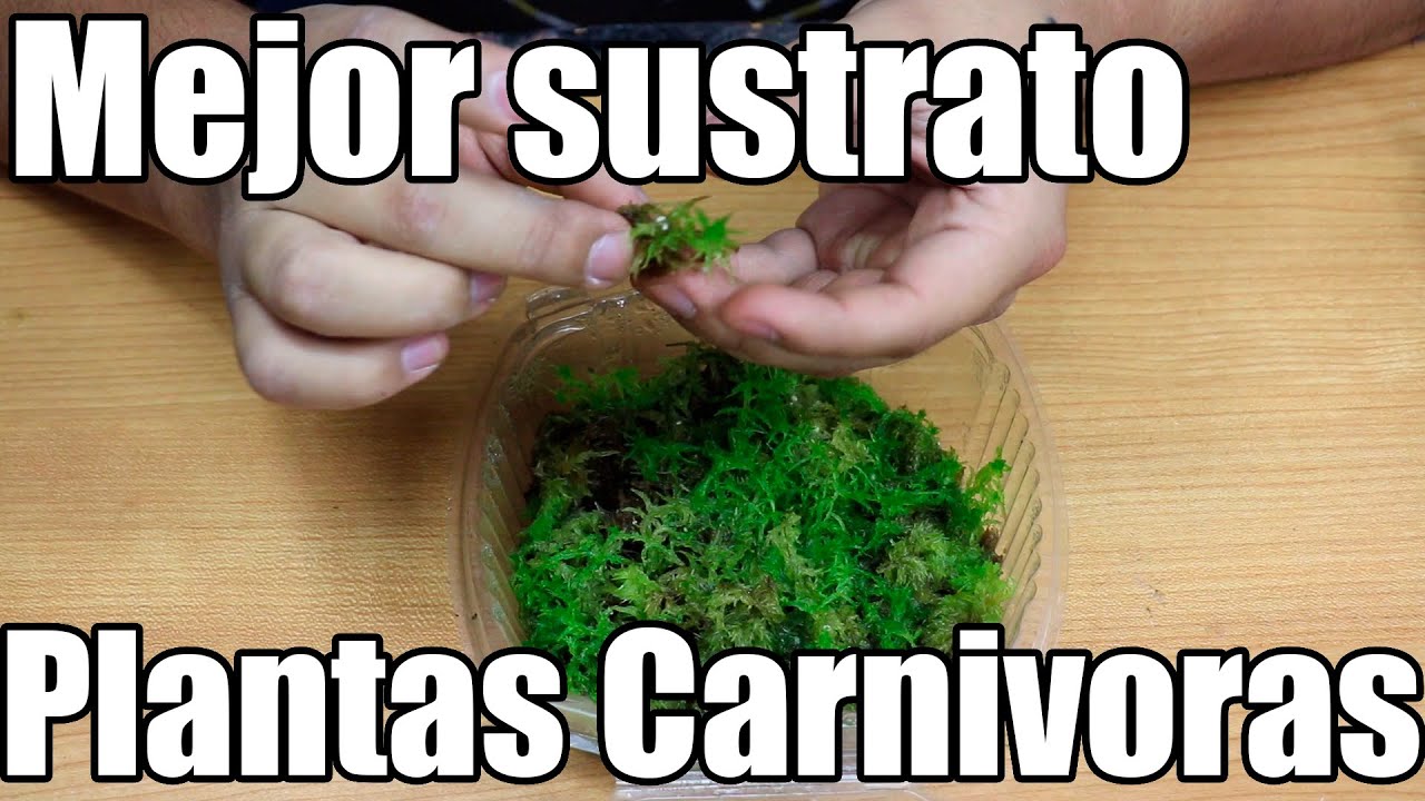 Cual es el mejor sustrato para plantas carnívoras  || Plantas carnívoras || México Verde
