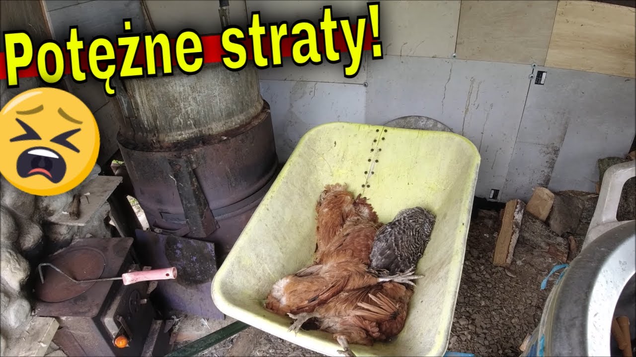 Tragedia na farmie! Lis zagryzł młode kury... Czy to m&oacute;j koniec?