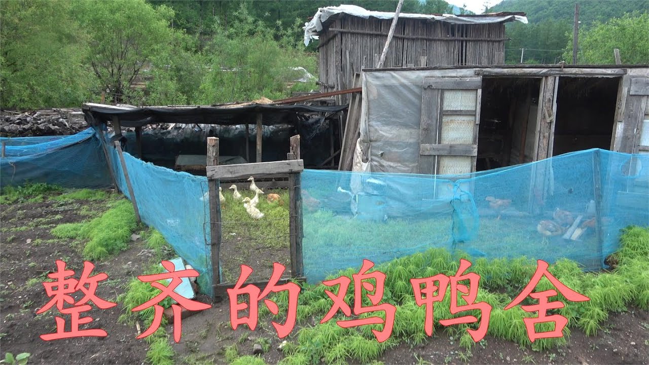 参观邻居吴大爷家鸭舍！真是块风水宝地，回家和老爹也重新规划！