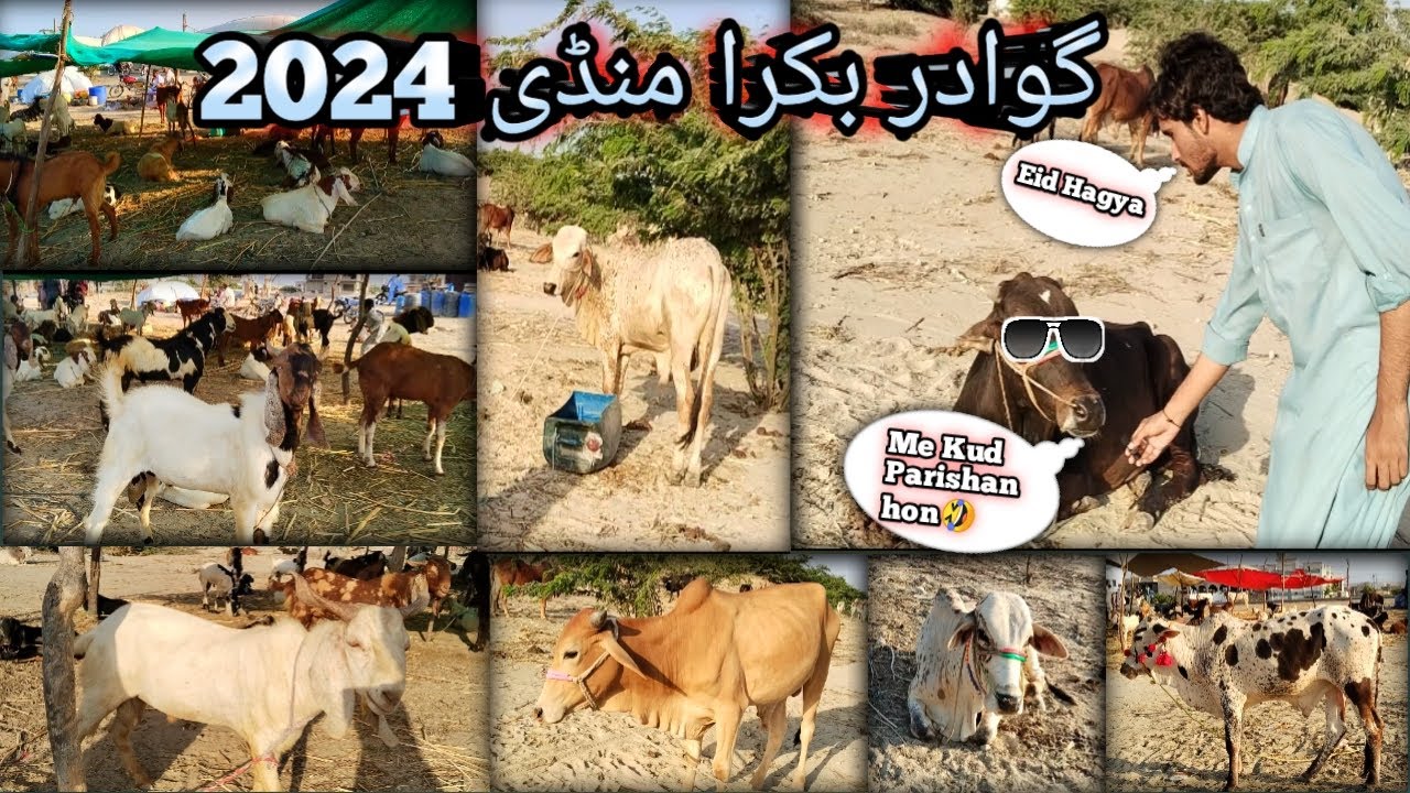 Gwadar Bakra mandi 2024 || bakra mandi 2024 || gwadar Balochistan || Malik Lajjai Vlogs 🥰