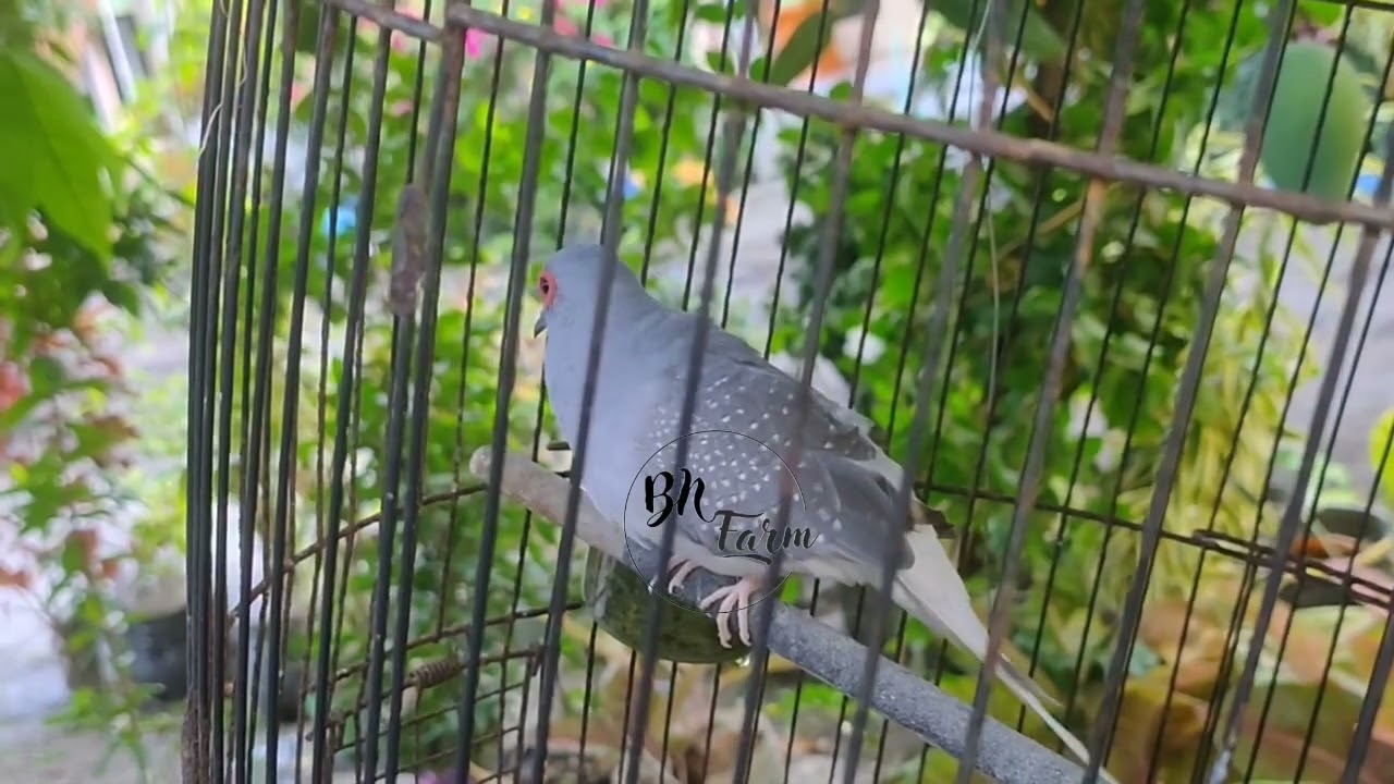 Diamond Dove singing
