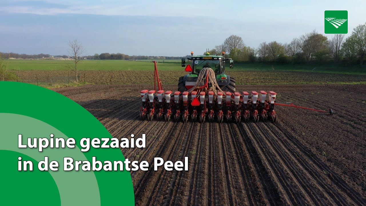 Lupine gezaaid in de Brabantse Peel
