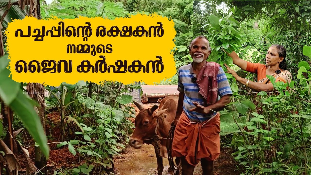 വീട്ടിൽ തന്നെ ജൈവ കൃഷി തുടങ്ങാം | Home organic farm