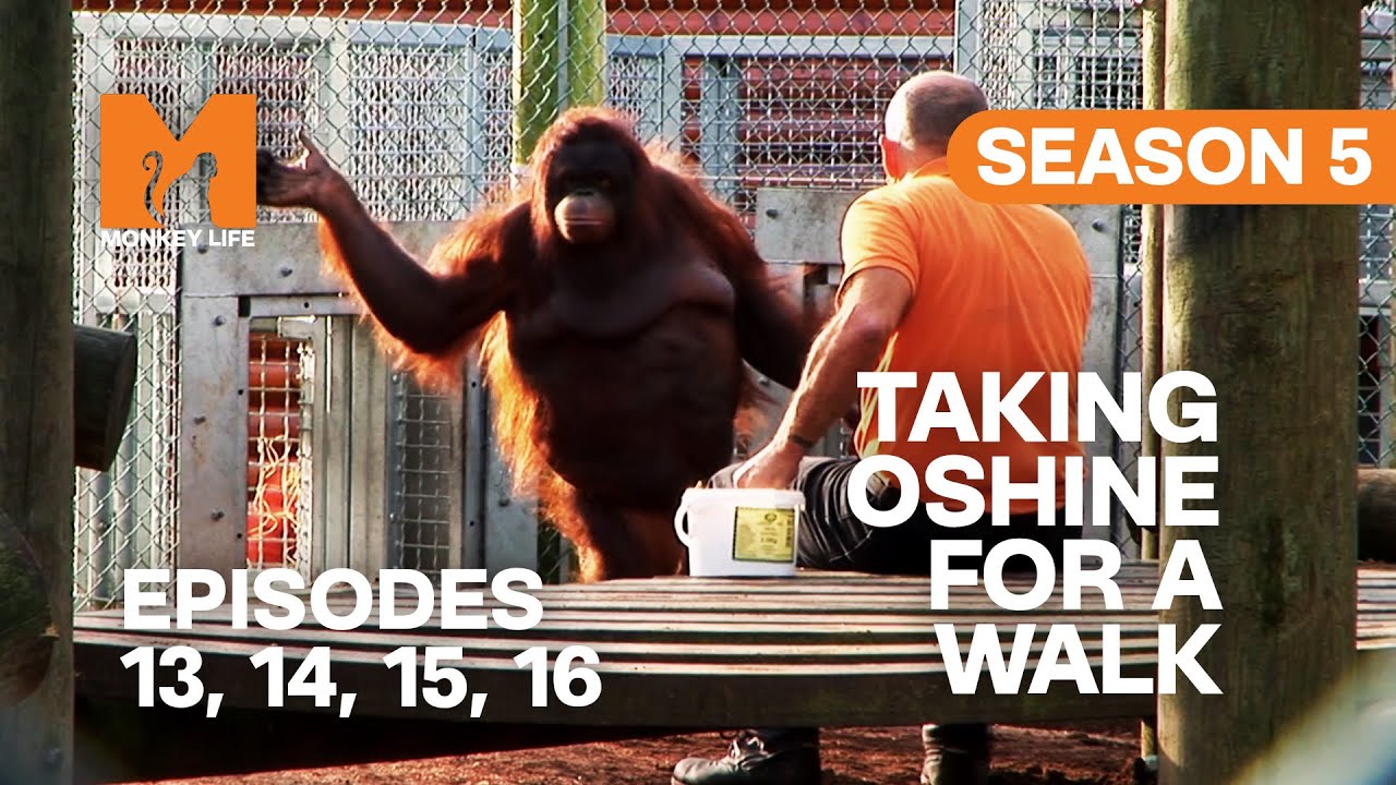 Getting Oshine To Lose Weight in Monkey Life | S05 E13, 14, 15 & 16 | Full Episodes