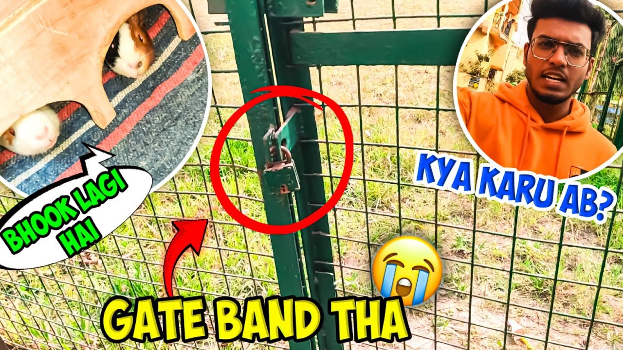 Raat Se Bhuke Guinea Pigs 🥺 | Ghaas Lene Gaya Toh Gate Band Nikla! 😭