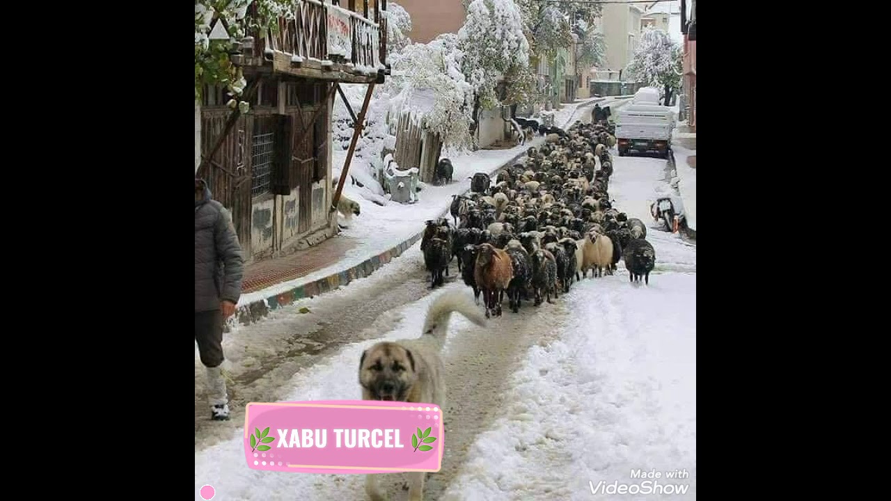 Sevdaliye