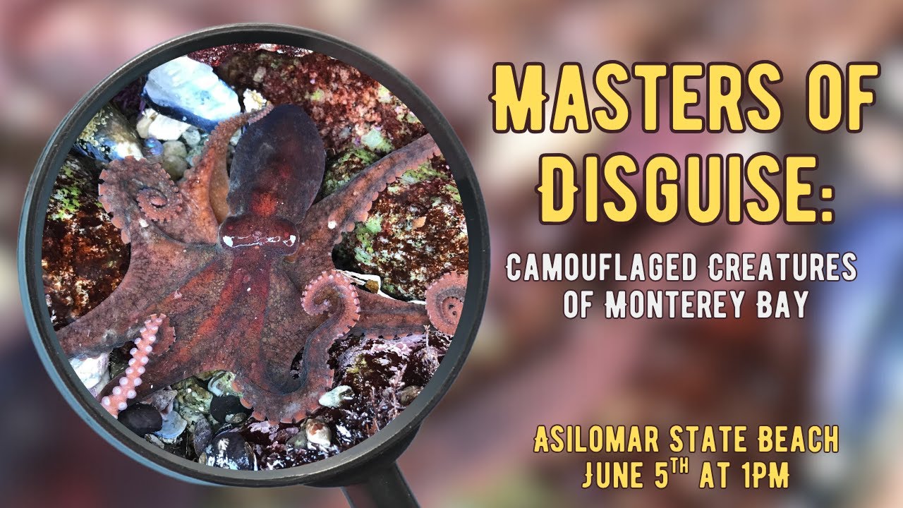 WORLD OCEAN WEEK: Masters of Disguise: Camouflaged Creatures of Monterey Bay
