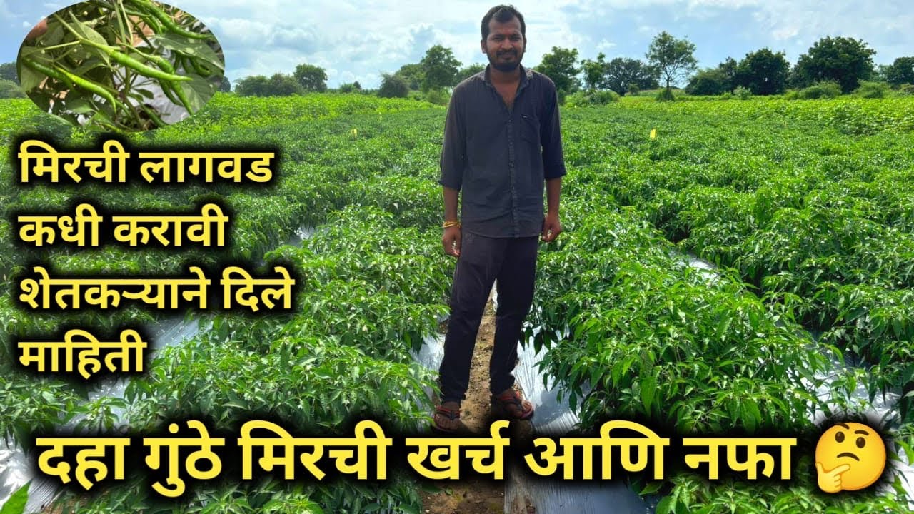 उन्हाळी मिरची लागवड कधी करावी | दाह गुंठे मिरची लागवड करून शेतकऱ्यांनी किती नफा झाल