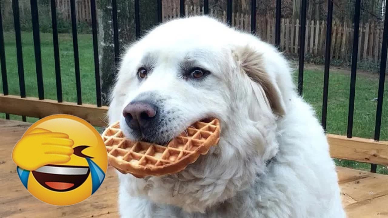 Try Not To Laugh 😂 Funniest Cats & Dogs | Funny Animals 😸🐶