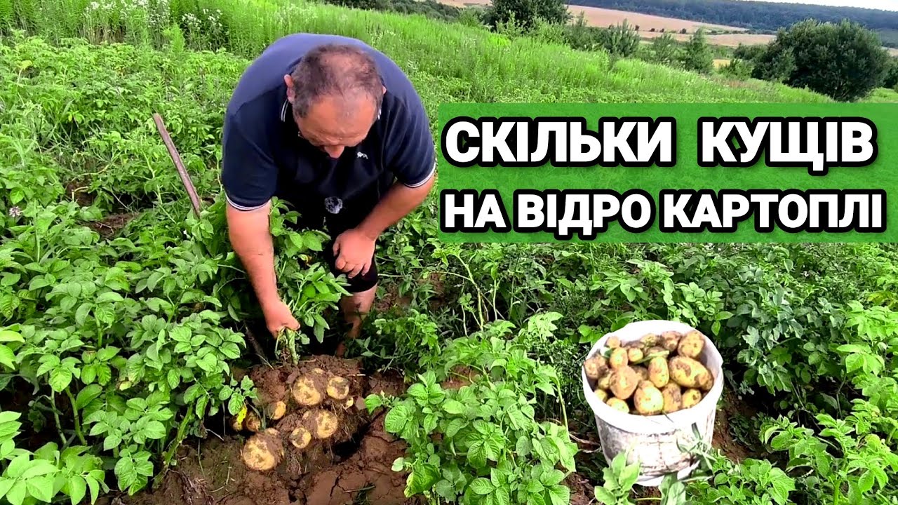 Врожайність картоплі. Скільки потрібно викопати кущів🥔 на відро