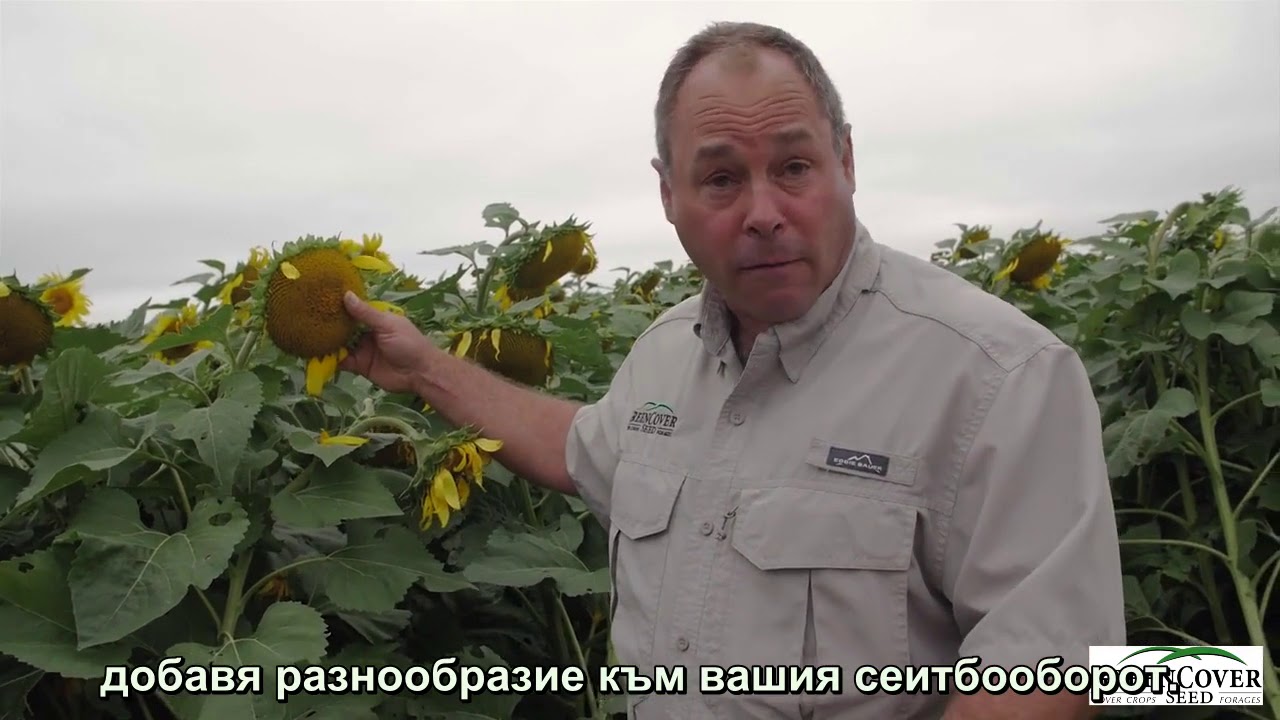 Слънчоглед като втора култура и едновременно с нея Покривни култури