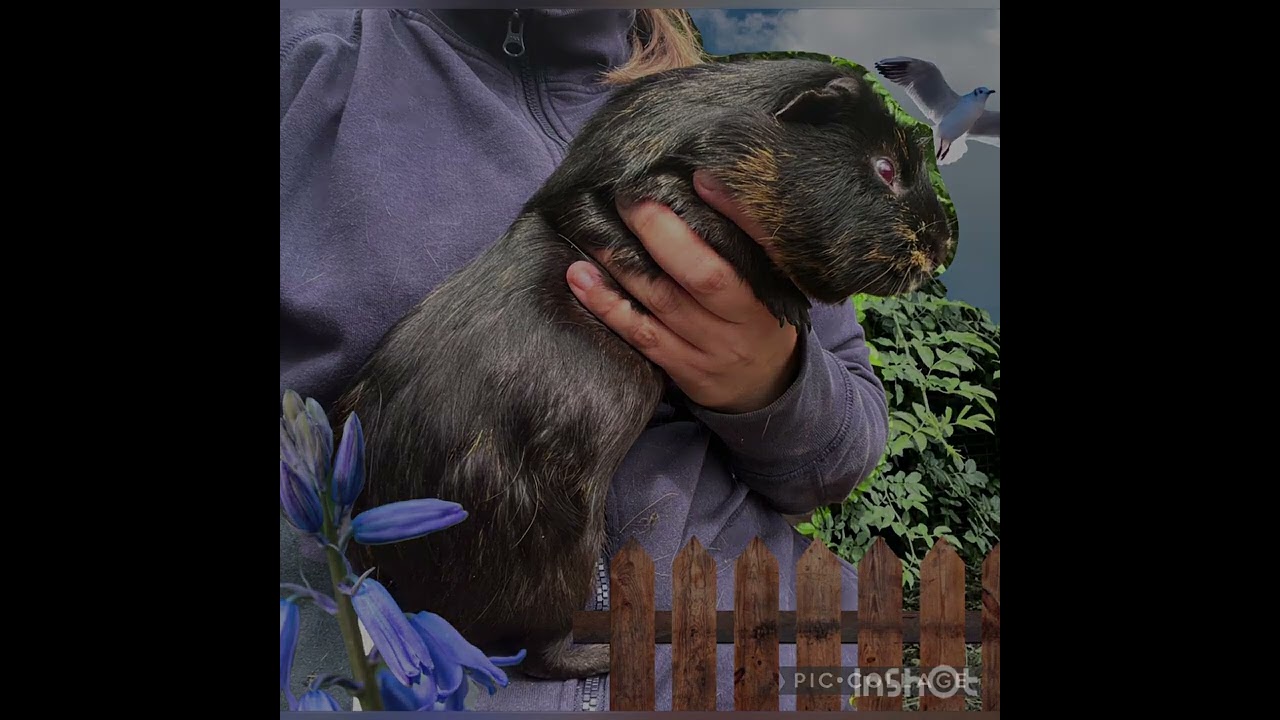 Meine Cuy’s / Riesenmeerschweinchen in 2024