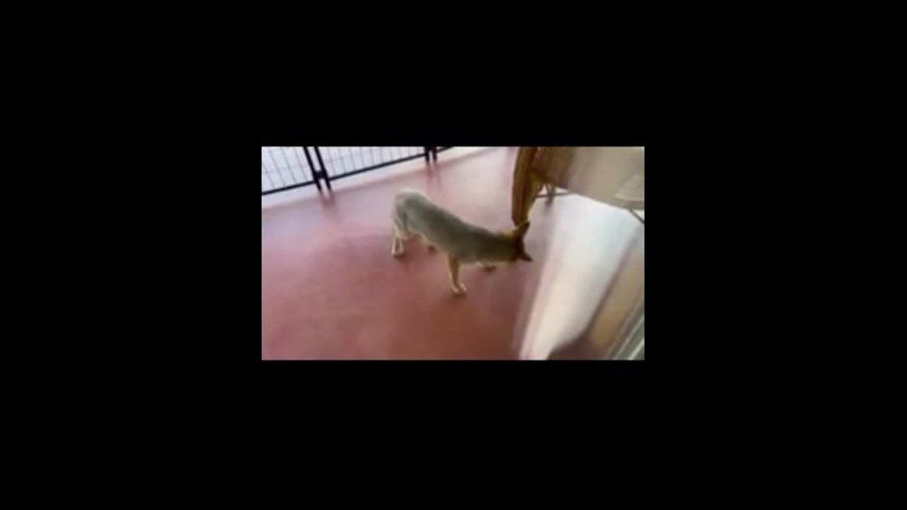 Video appears to show rabid fox at an eastside home