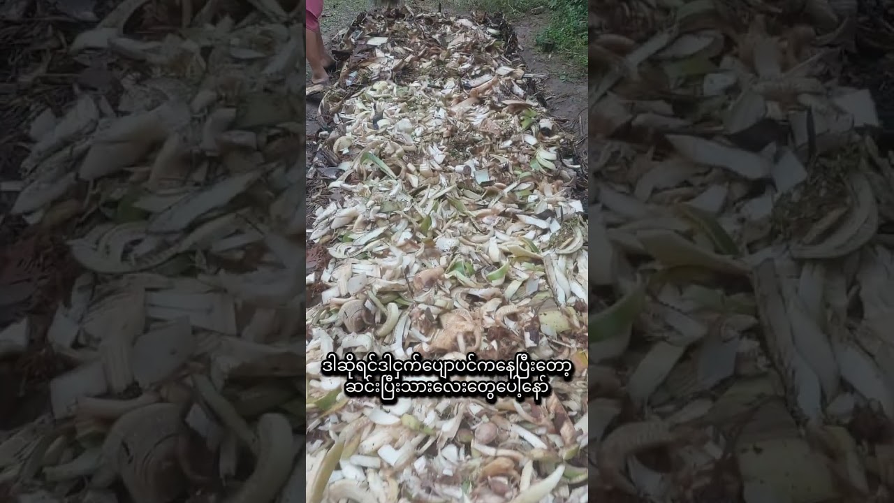 ငှက်ပျောပင်နှင့်ကောက်ရိုးမှိုစိုက်နည်း/ မှိုစိုက်နည်း