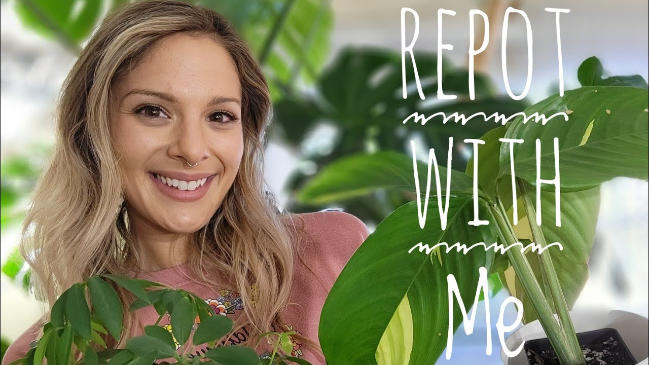 First Repot of 2022 | Ctenanthe & Schefflera