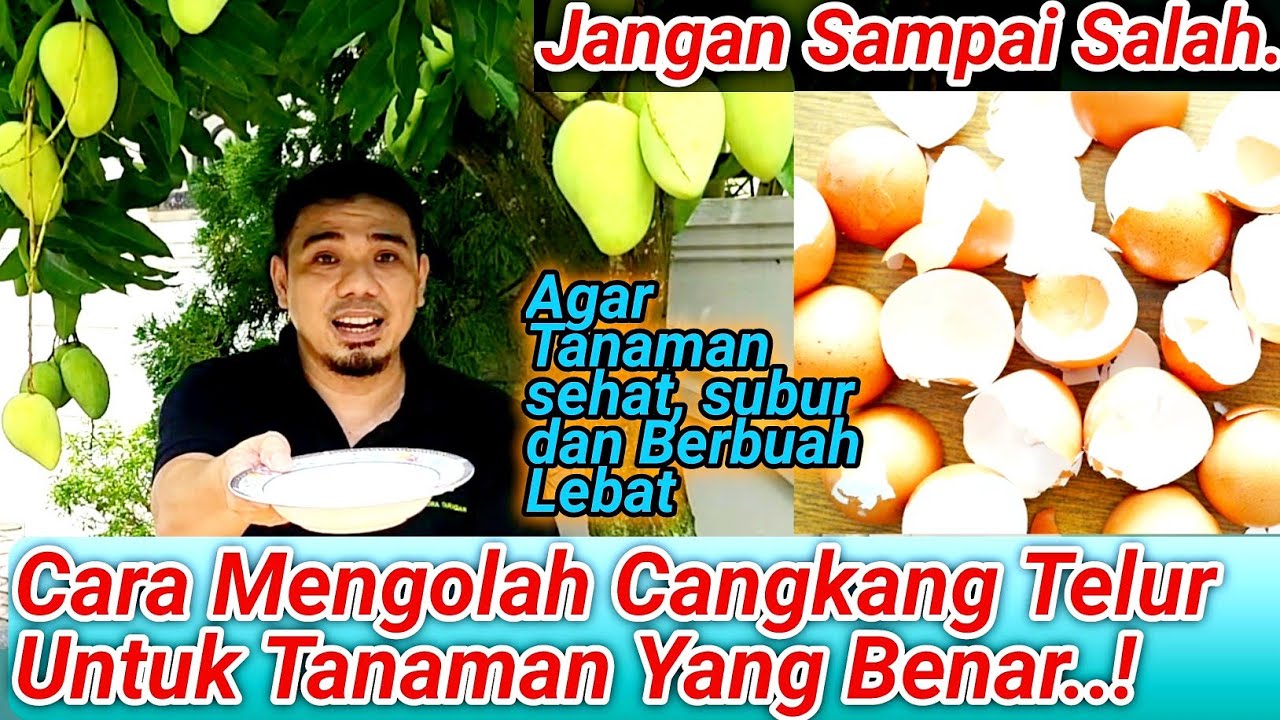 HARUS TAHU..! Cara Mengolah Cangkang Telur Untuk Tanaman, Cara Membuat Pupuk Cangkang Telur,