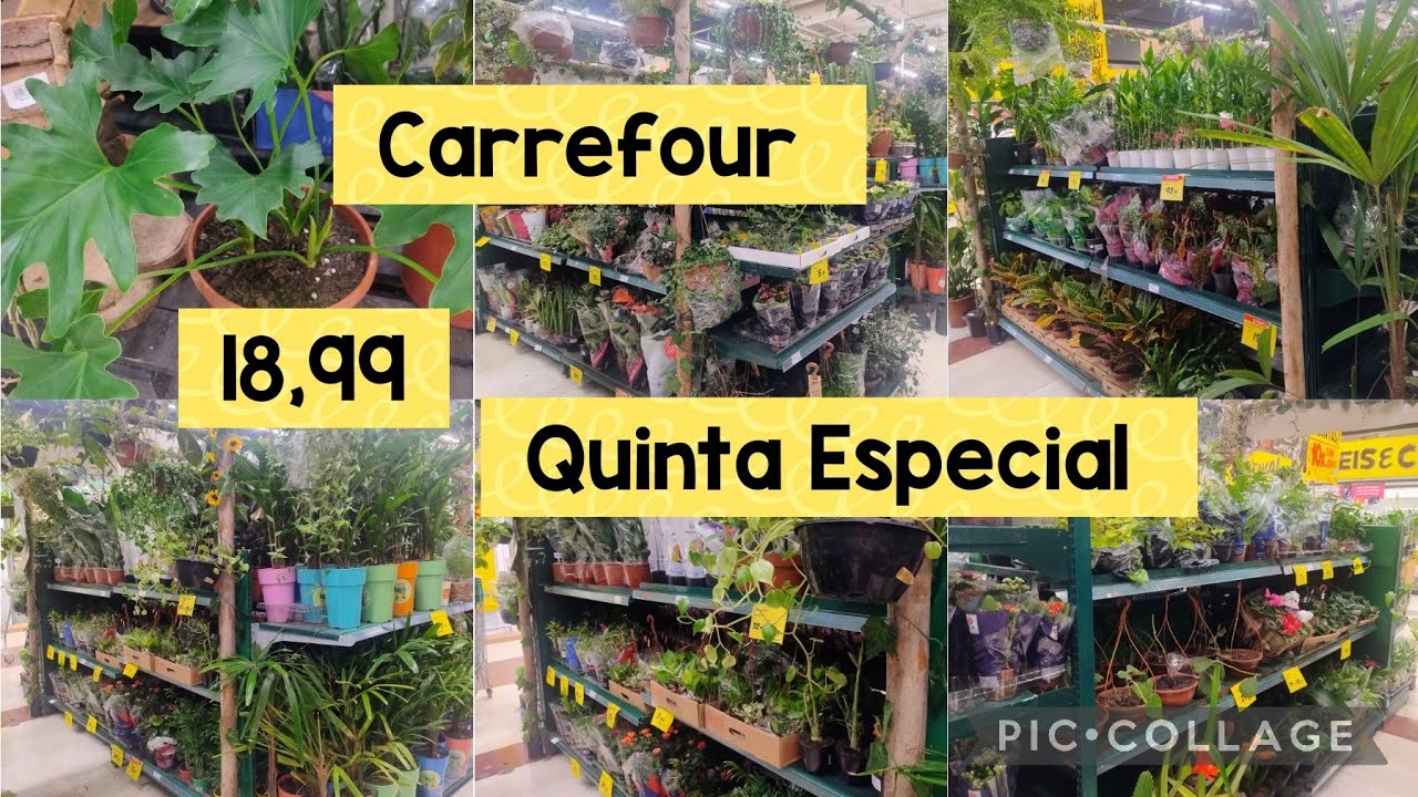 PLANTAS RARAS PRECINHO TOP👍🪴CARREFOUR FICUS ELÁSTICA 19,99+ALOCACIAS 11,99 + COSTELA DE EVA 16,99🤩