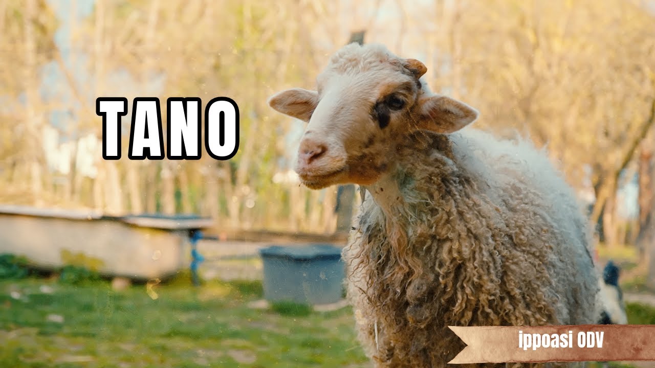 Tano: il nostro tentativo per salvargli la vita