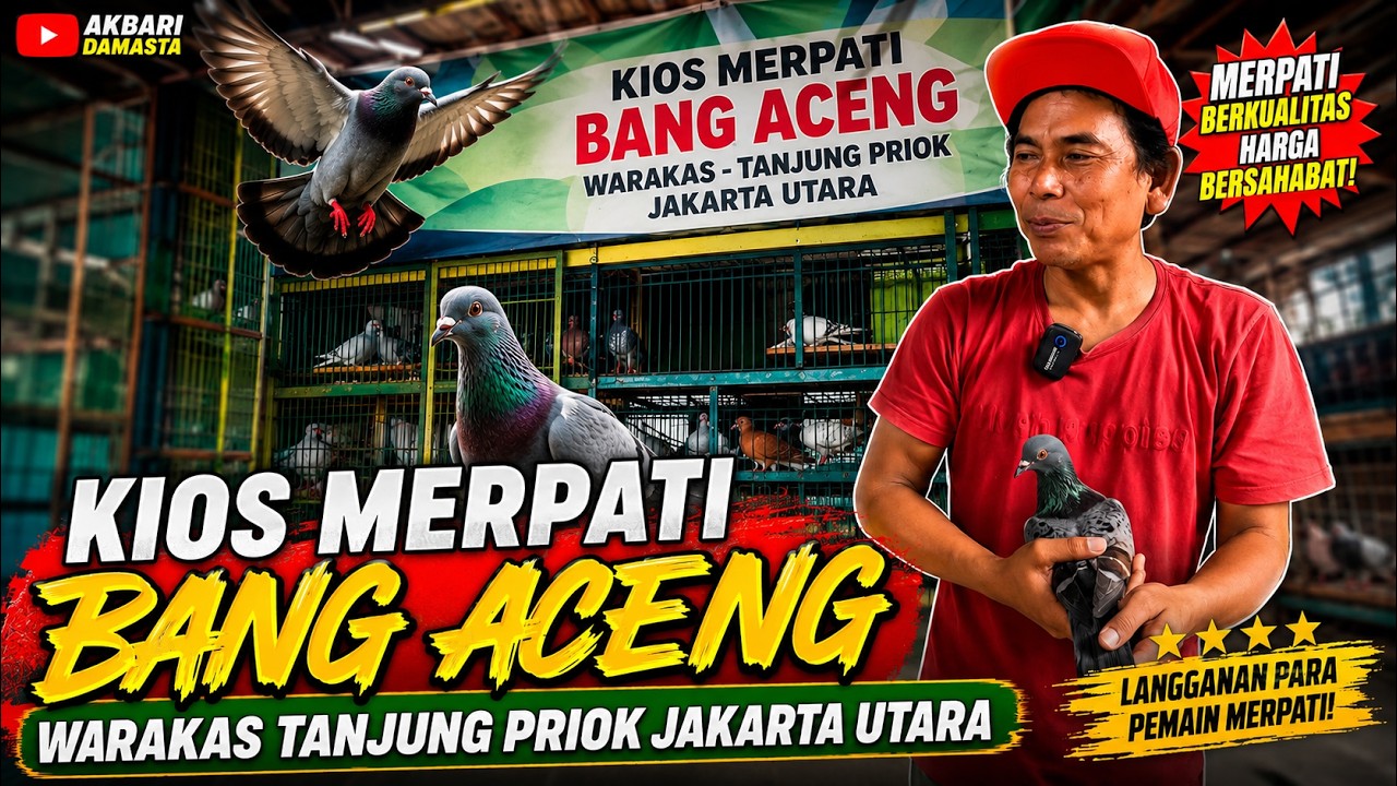 ✅ Beli Merpati disini Bisa Dikondisikan Kualitasnya Sesuai Pesanan