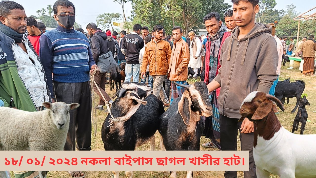 হরিয়ানা প্রজাতির ক্রস্‌ বিশালদেহী ছাগল উঠেছে হাটে। নকলা বাইপাস ছাগল খাসী ভেড়ার হাট ২০২৪
