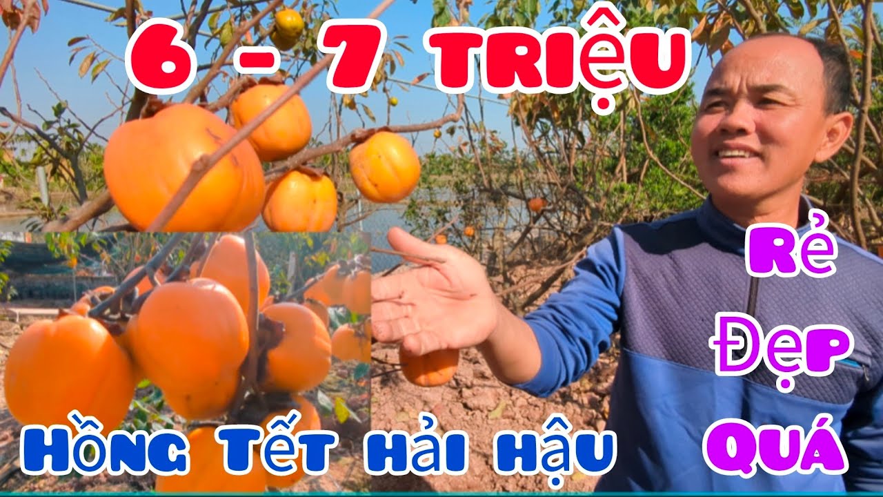 Hồng Cổ Hải Hậu bán hàng loạt cho mọi người chơi tết. Nhà Vườn Phạm Cừ - Hải Hậu - Nam Định.