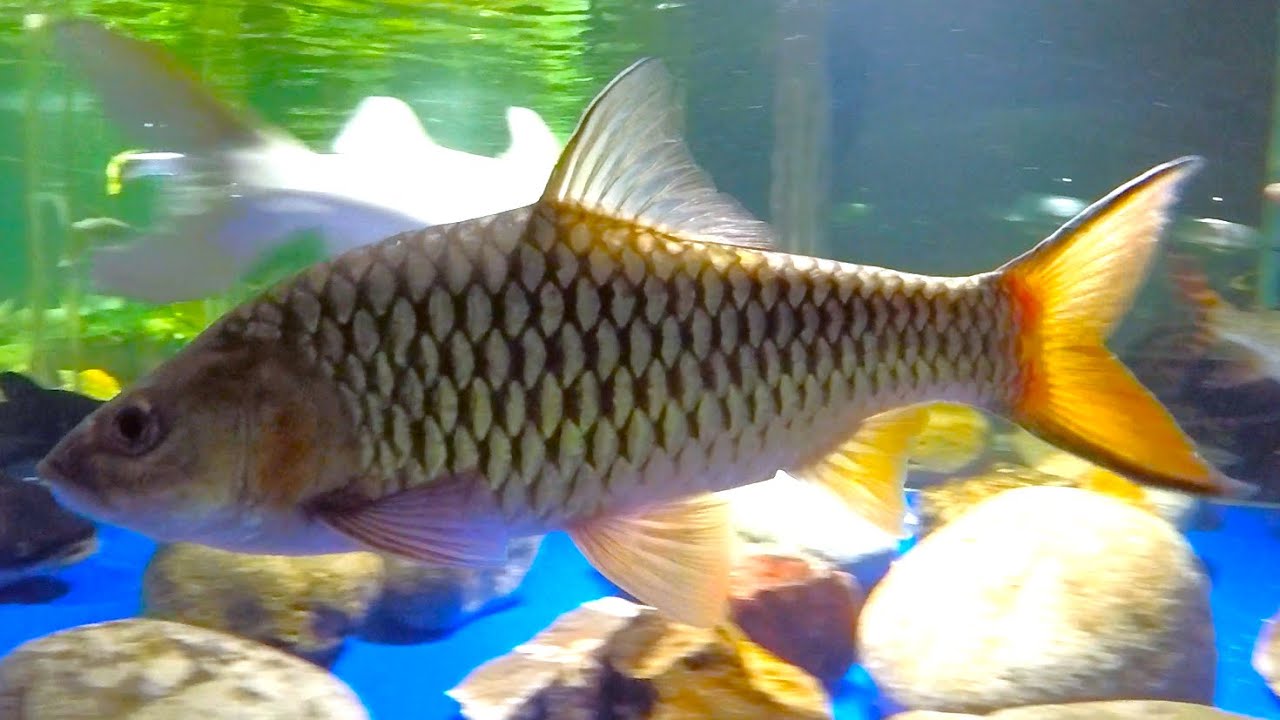 Story of Jungle perch Hampala macrolepidota 5yo 15inch mahseer-like barb