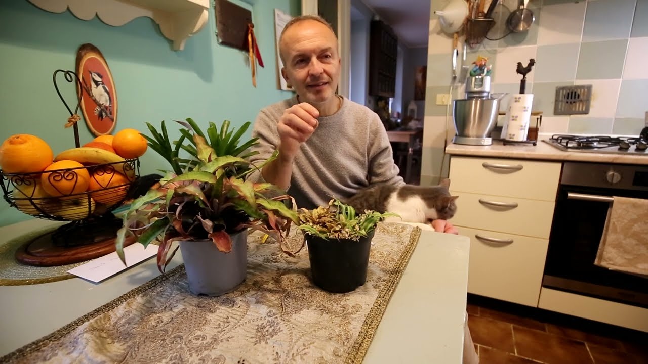 Le piante dimenticate - Cryptanthus
