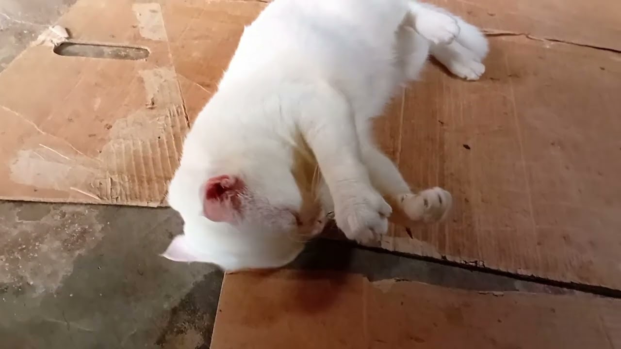 @Kucing bocil suka di temani jalan jalan 