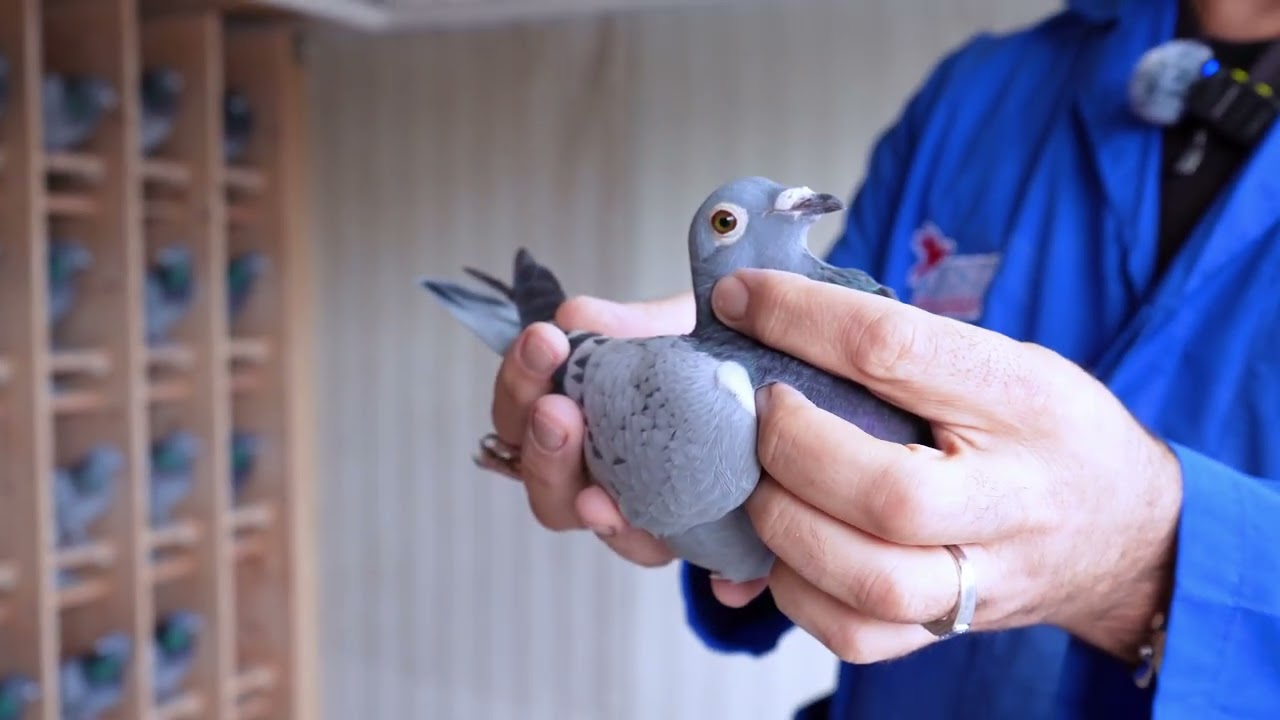 Маленькие голуби для сложных гонок: Барселона 1000 км 🕊️