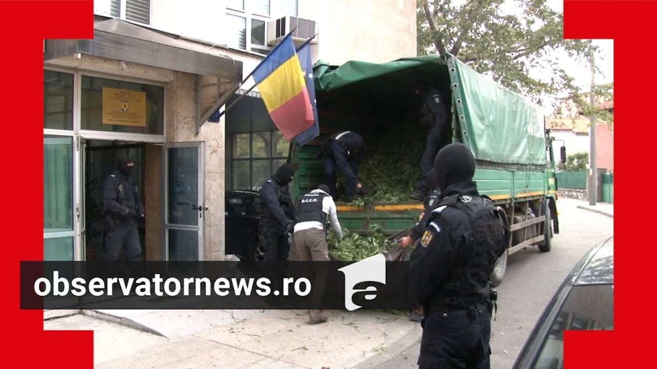 Doi săteni aveau o cultură de canabis de 10 milioane de lei într-un câmp din Neamţ