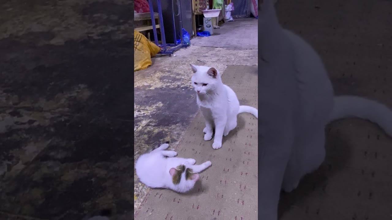 بازی گربه ها