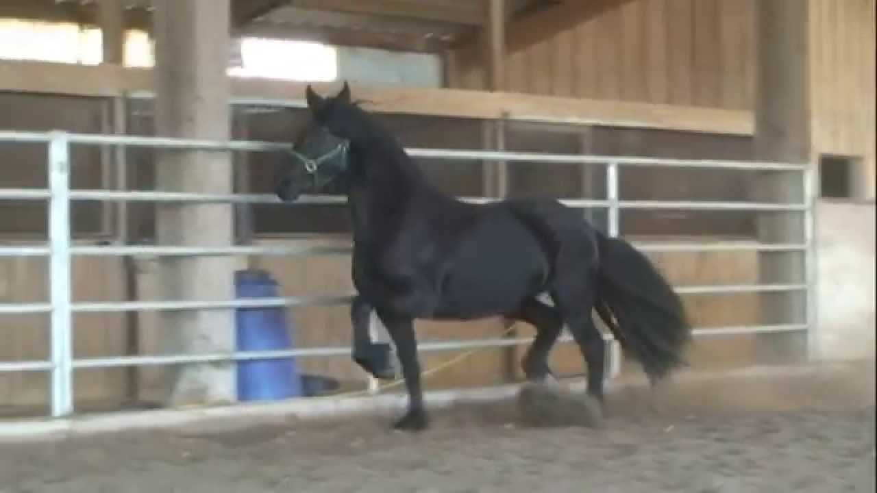Marit - Friesian mare, Ln 50