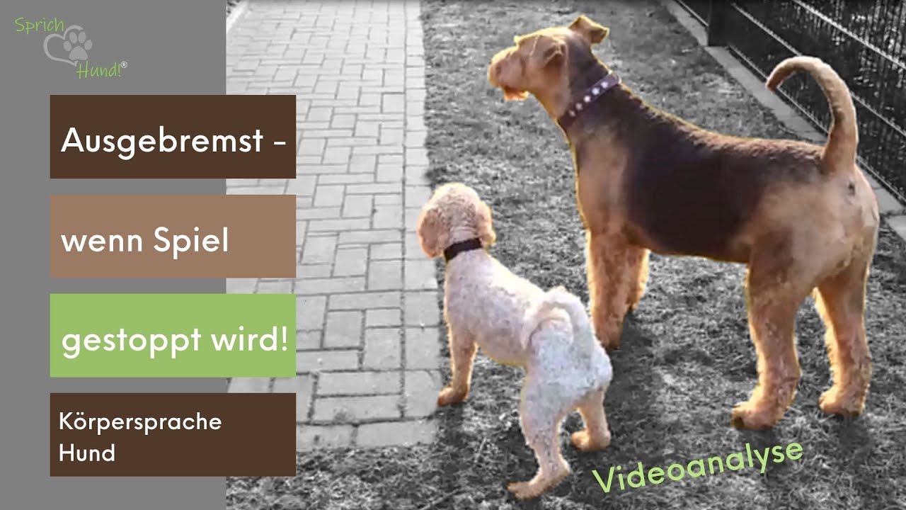 Körpersprache Hund! Ausgebremst - feine Kommunikation zwischen Hunden.