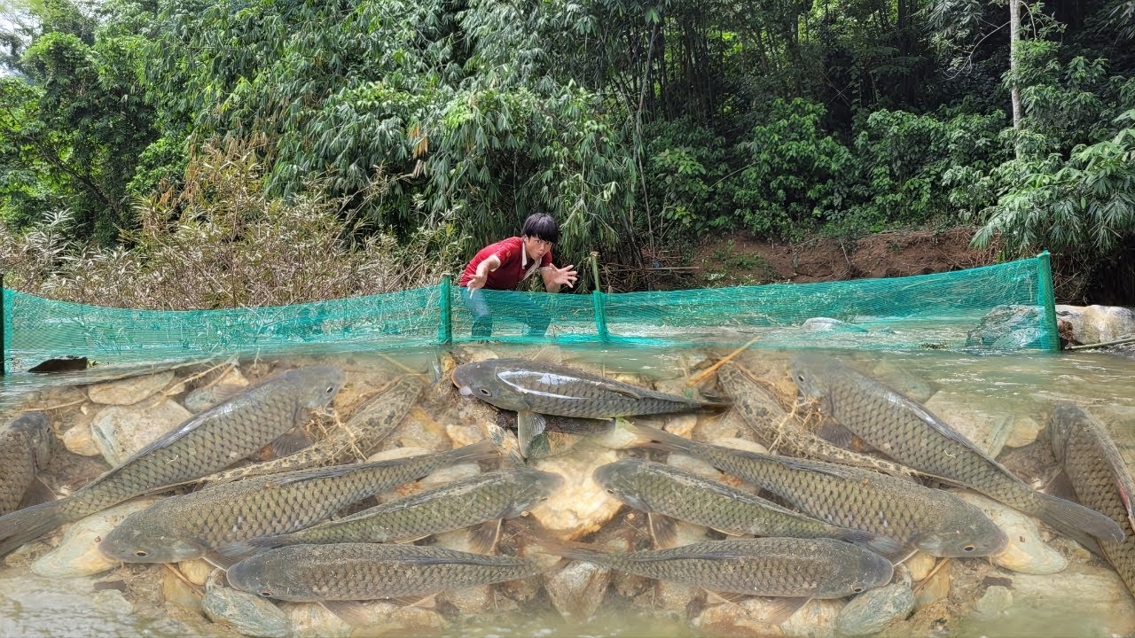 Lam used a fishing net to catch fish in the big stream, luckily caught a lot of fish.