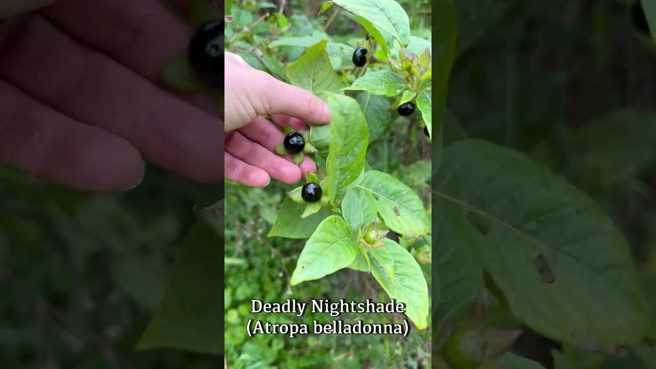Красавка красавка (Atropa belladonna)