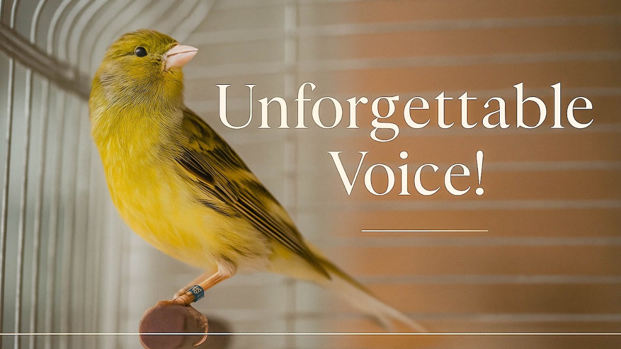 Your Canary Will Start Singing Immediately! Just Play This Song