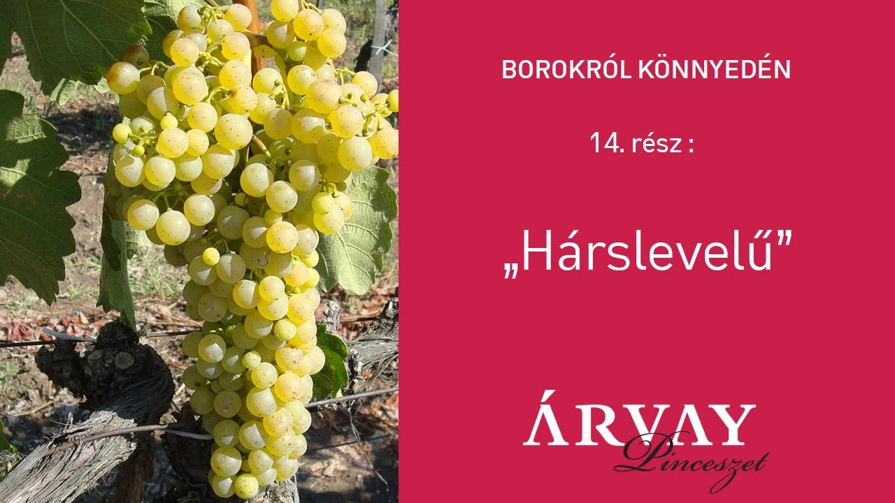 Hárslevelű- Borokról könnyedén, Árvay Angelika (14.rész)