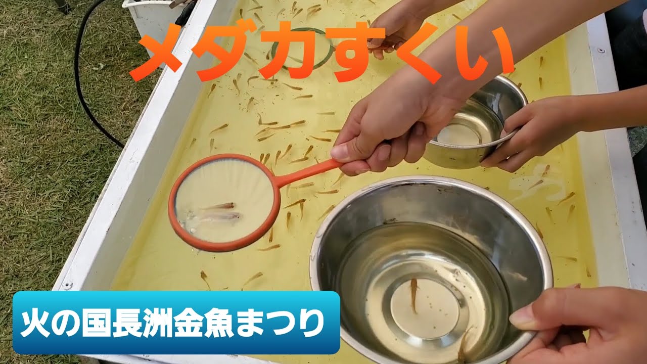 【メダカすくい】火の国長洲金魚まつりに行ってきた