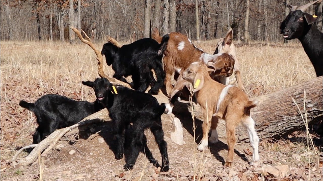 A Huge Surprise For The Baby Spanish Kiko Goats!